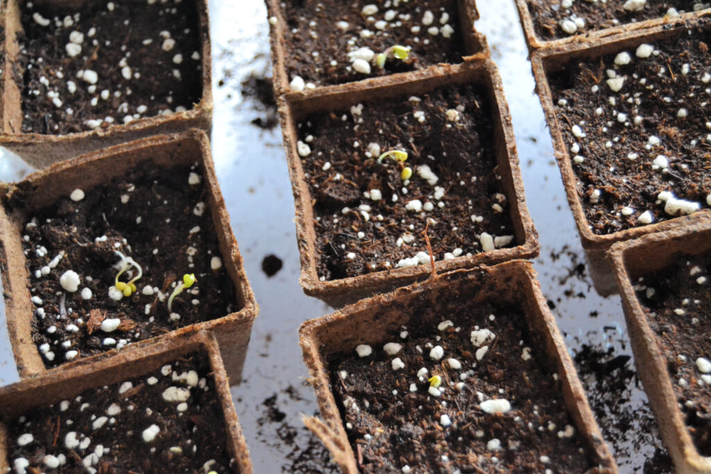 9 peat pots with seedlings