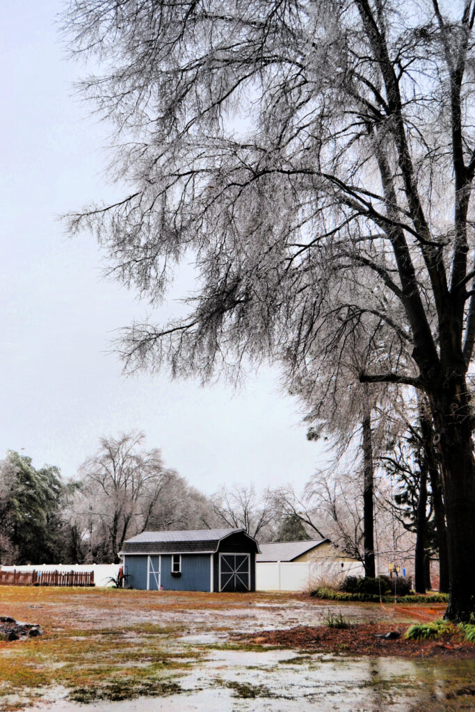 Icy tree hanging over shed