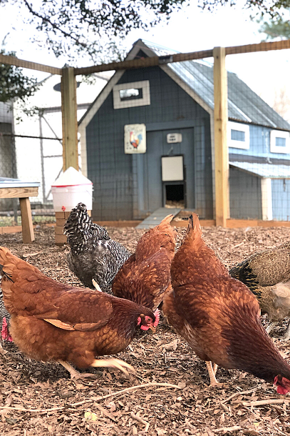 A group of chickens foraging in a chicken yard