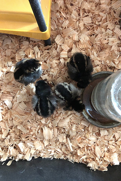 4 baby chicks gathered together in a brooder