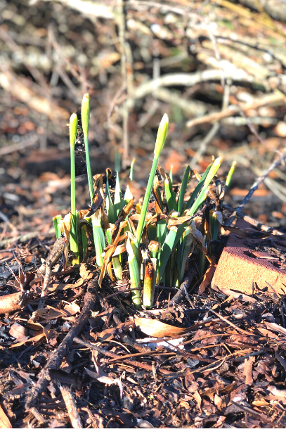 Emerging daffodil bulbs