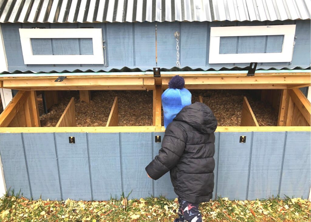 2 year old toddler gathering eggs from a chicken coop