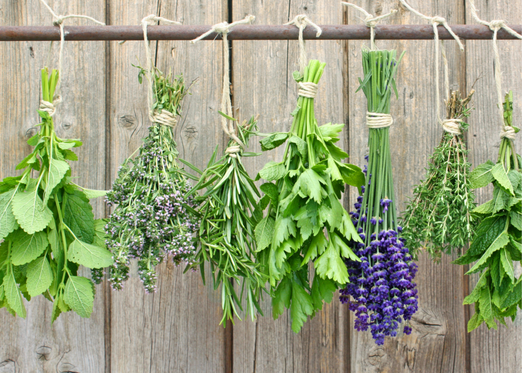 7 bundles of fresh herbs hanging up to solar dry