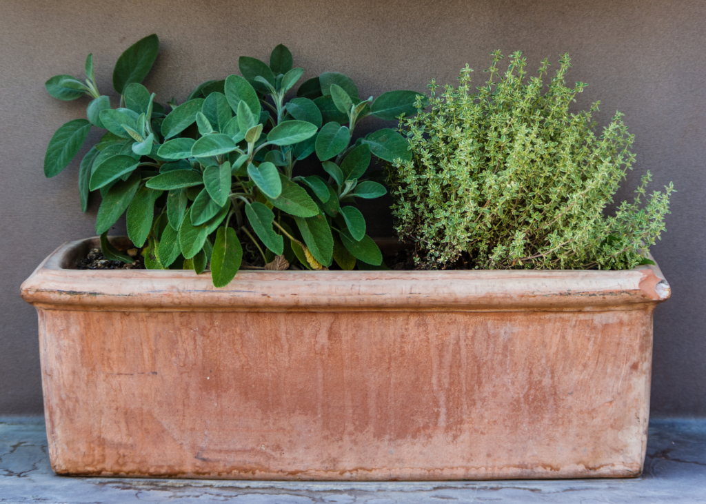 2 different varieties of herbs growing in a ceramic planter