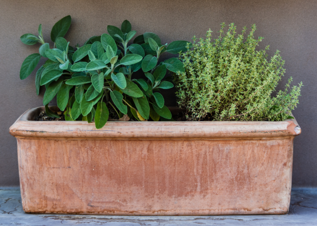 Herb Drying Tips: Garbling and Passive Solar Drying Shed — Wayside