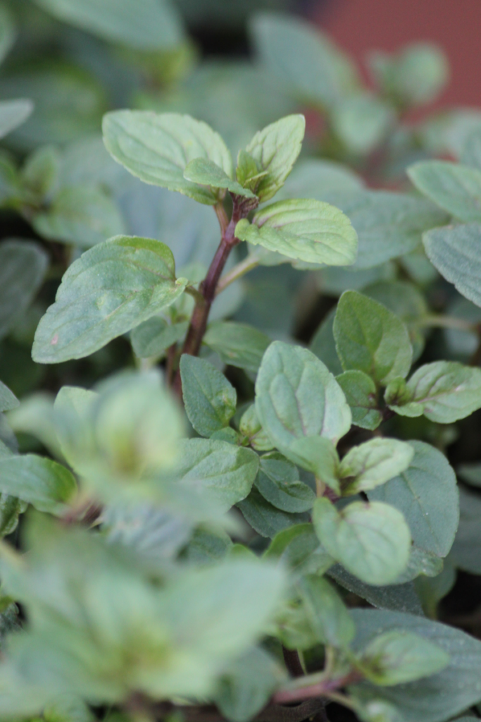 Oregano plant close-up. Growing fresh herbs.