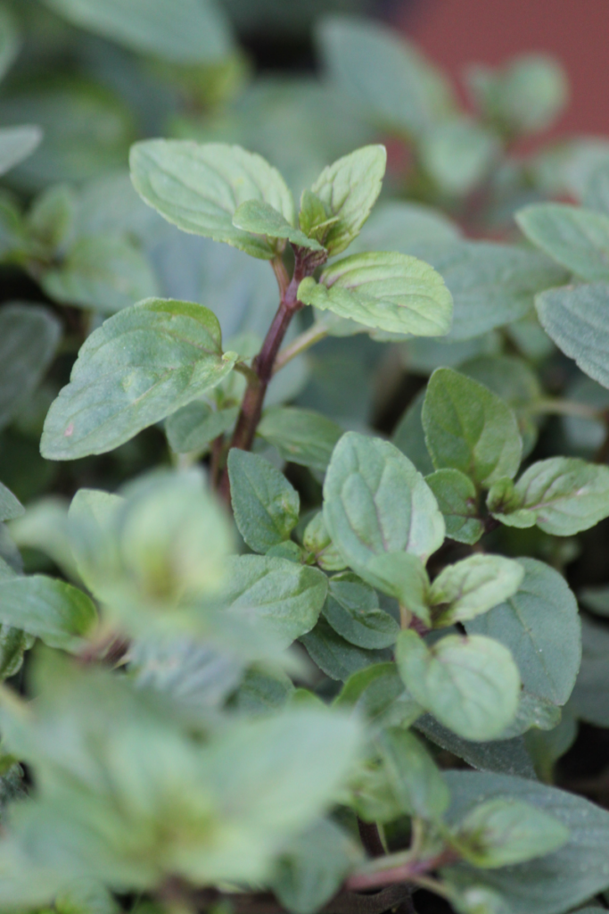 Herb Drying Tips: Garbling and Passive Solar Drying Shed — Wayside