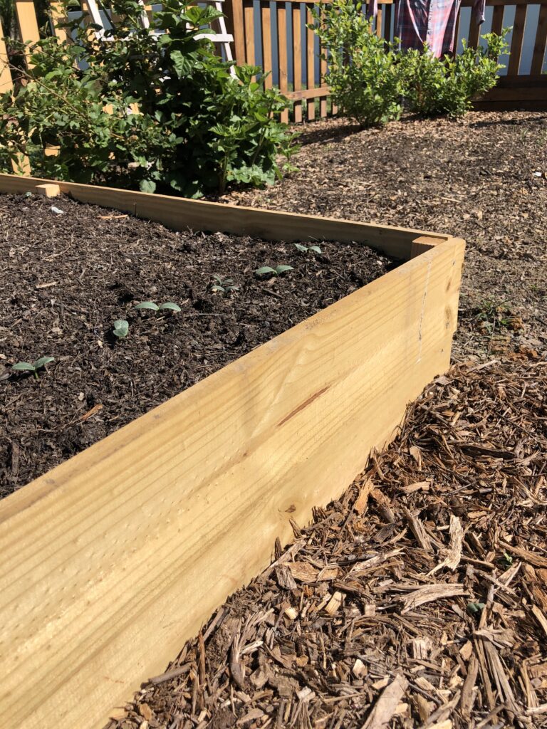 How to build cheap raised garden beds in 2021 image. Side of raised garden bed with cucumber seedlings planted.