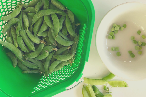 Freshly picked spring garden peas being shelled