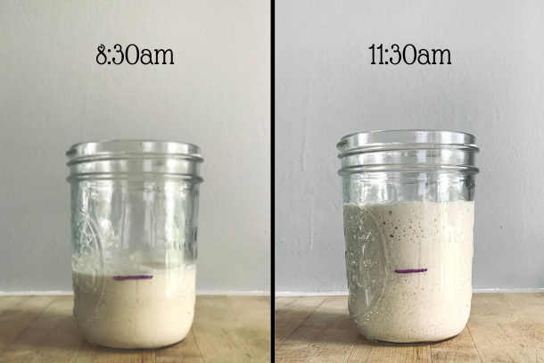 2 frame before and after of a sourdough starter fed at 8:30am and the rise results at 11:30am