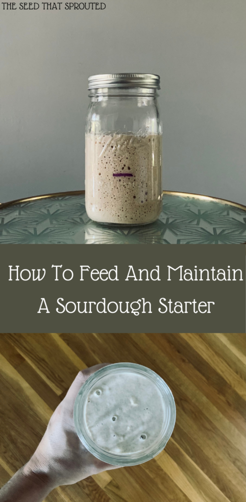 How To Feed And Maintain A Sourdough Starter Pin #sourdough #fermentation #sourdoughstarter #guthealthy #goodbacteria #probiotics